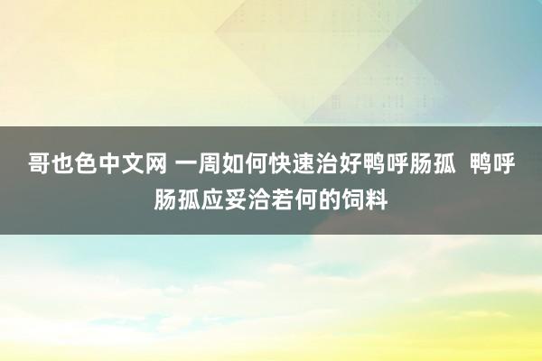 哥也色中文网 一周如何快速治好鸭呼肠孤  鸭呼肠孤应妥洽若何的饲料