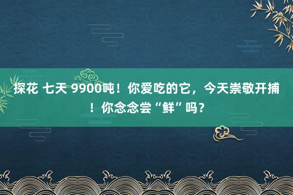 探花 七天 9900吨！你爱吃的它，今天崇敬开捕！你念念尝“鲜”吗？