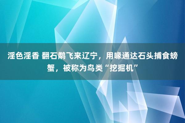 淫色淫香 翻石鹬飞来辽宁，用喙通达石头捕食螃蟹，被称为鸟类“挖掘机”