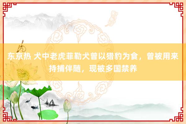 东京热 犬中老虎菲勒犬曾以猎豹为食，曾被用来持捕伴随，现被多国禁养